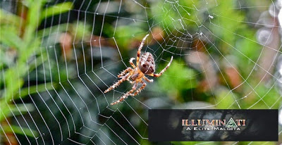 Por que a teia de aranha é tão resistente?