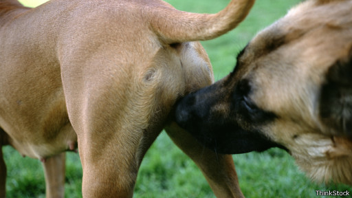 Entenda Por que os cachorros cheiram o rabo uns dos outros