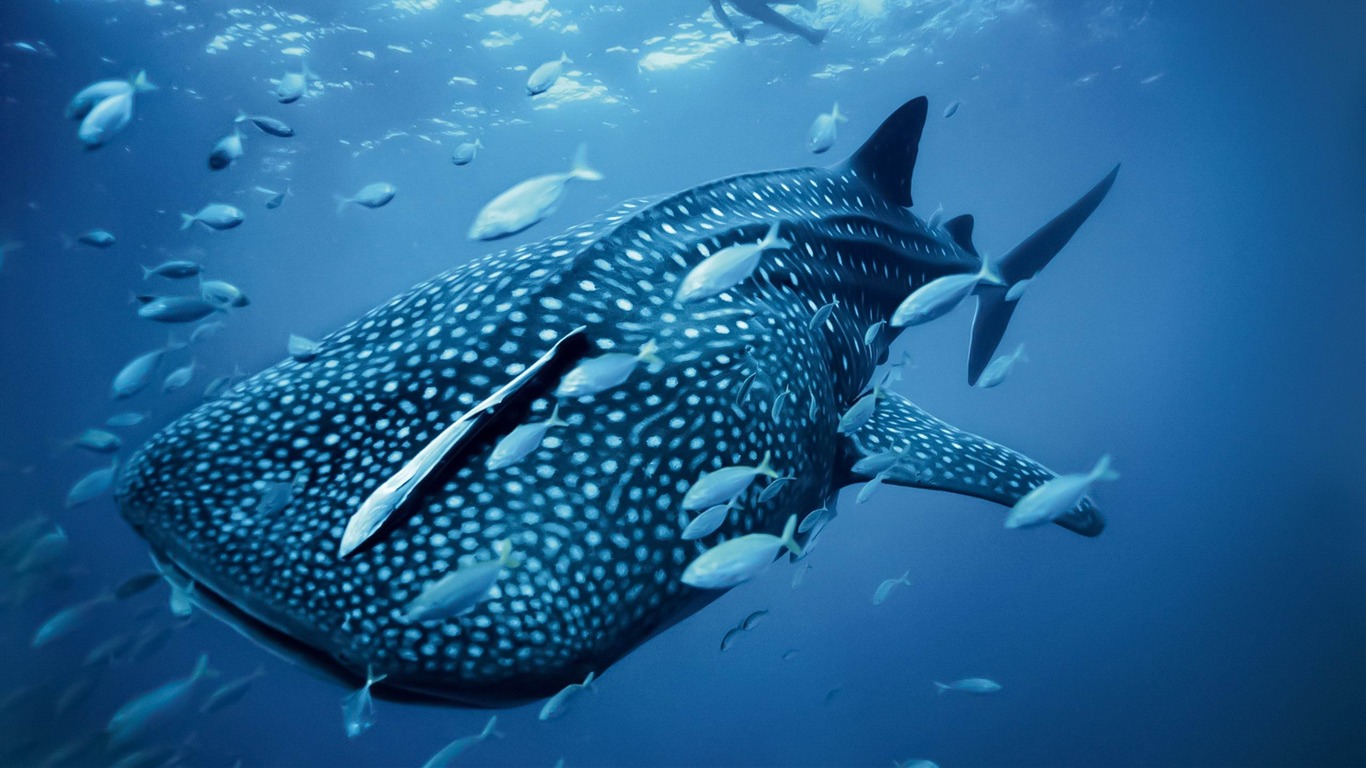 Conheça o tubarão baleia o maior peixe do mundo
