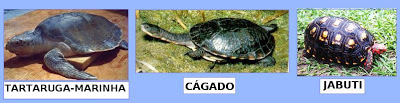Entenda as diferenças entre as "tartarugas, cágados e jabutis"?