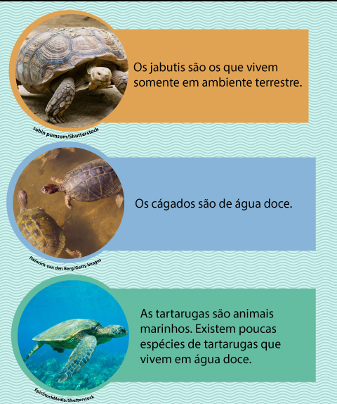Entenda as diferenças entre as "tartarugas, cágados e jabutis"?