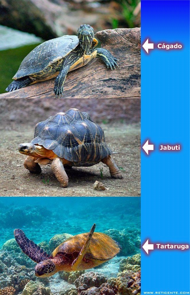 Entenda as diferenças entre as "tartarugas, cágados e jabutis"?