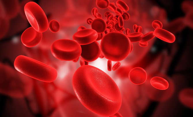 Quantos litros de sangue possui o corpo humano?