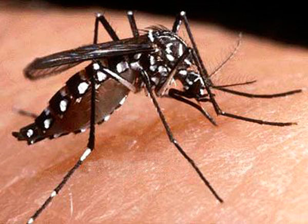 Zika vírus - O que é, quais os sintomas e como tratar 