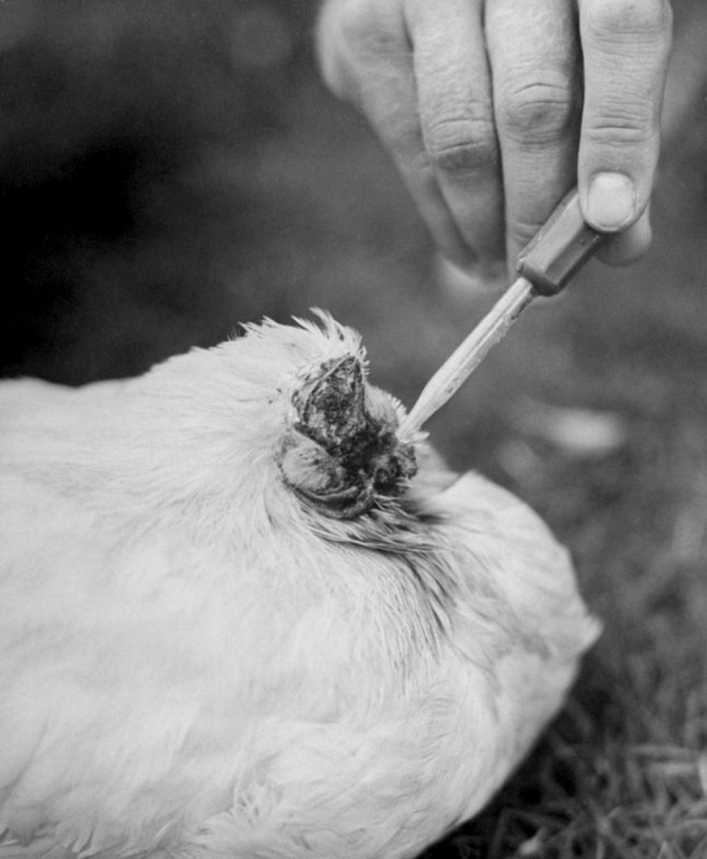 Bizarro Conheça o frango que sobreviveu sem a cabeça