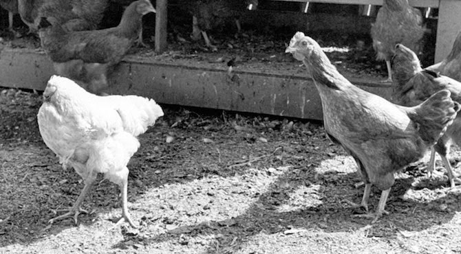 Bizarro Conheça o frango que sobreviveu sem a cabeça