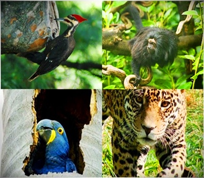 Conheça a Lista dos animais em extinção no Brasil