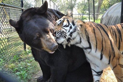 amizade entre animais 