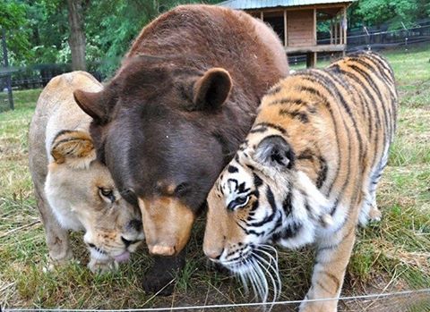 Friendship bear and tiger