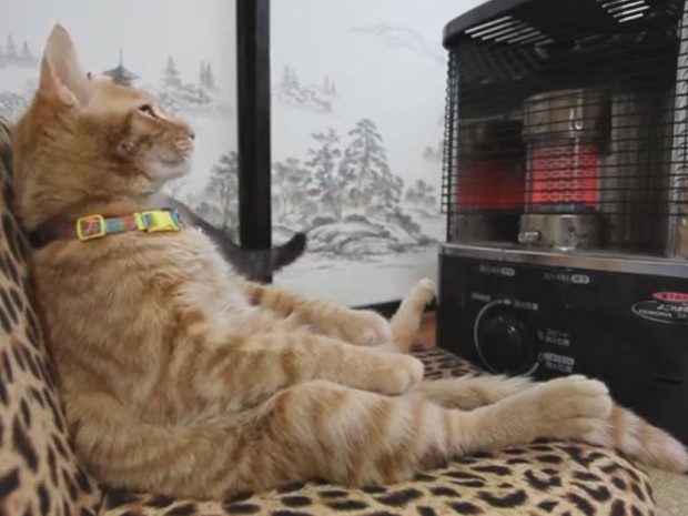 Gato folgado aproveita aquecedor e vira hit no Japão  (Foto: Reprodução/YouTube/Shirone Koshiro)