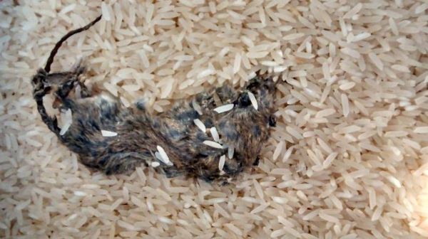 Consumidora do DF encontra rato dentro de pacote de arroz