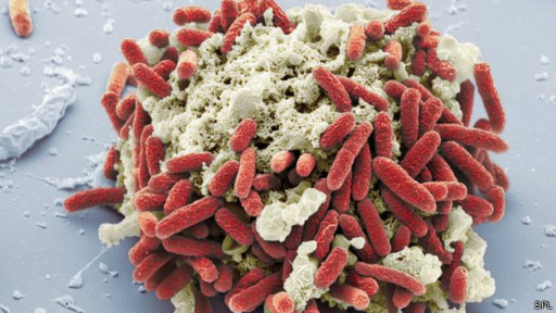 Bactéria E.coli (SPL)