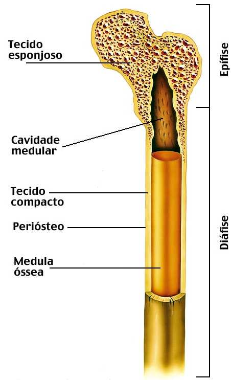 O Magnésio na Pesquisa do Cancro