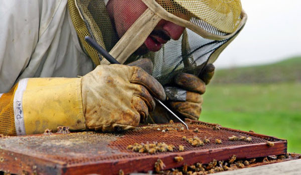Cientistas descobrem o que está matando as abelhas e é pior do que você pensou