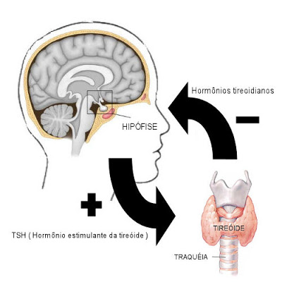Hipotireoidismo - Funcionamento da tireóide