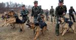 North Korean soldiers out with trained dogs