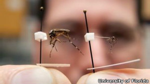 Cientista mostra Psorophora ciliata ao lado de mosquito comum (foto: Marisol Amador / University of Florida)