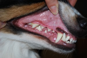 cachorro com dor de dente