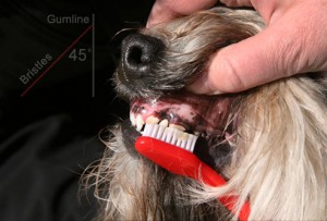 como escovar os dentes do cachorro 5