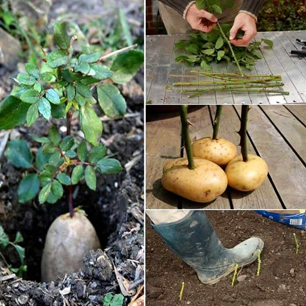 como plantar rosas roseira na batata