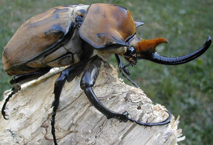 Conheça o Besouro-rinoceronte o animal mais forte do planeta?