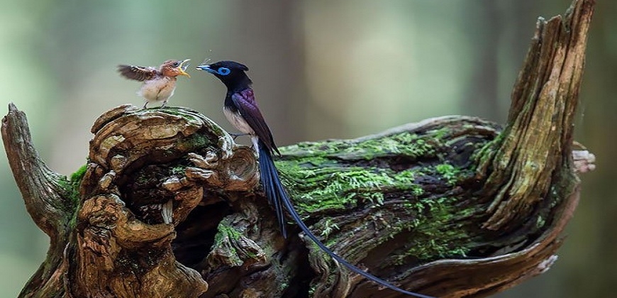 Imagens incríveis da natureza cuidando dela mesma