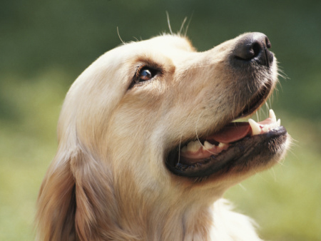 Entenda por que os cães andam várias vezes em círculo antes de deitar?