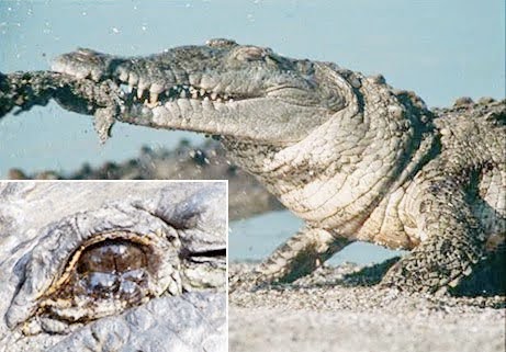 Descubra qual a origem da expressão lágrimas de crocodilo