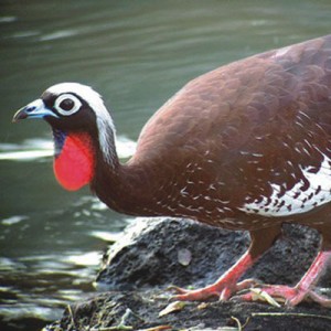 Animal em extinção nome