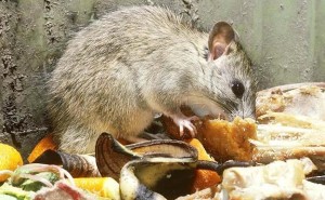 [Imagem: norway_rat_eating_garbage_5D7343-e136760...00x185.jpg]