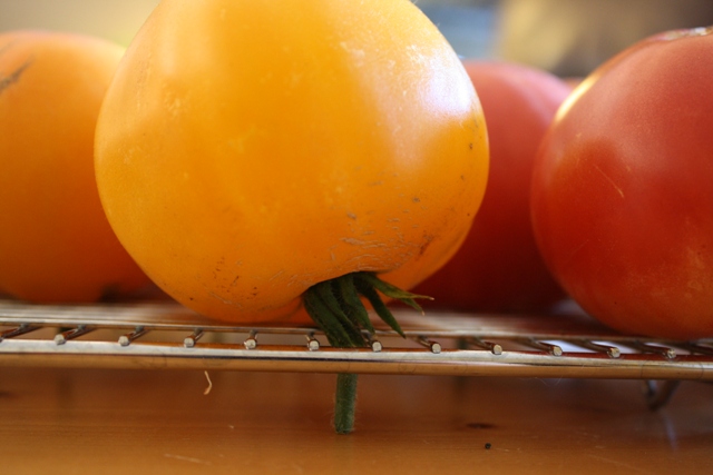 Storing-tomatoes-6Sept2011-011