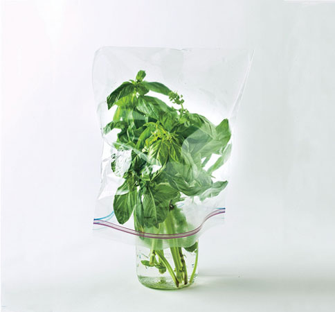 basil-storage