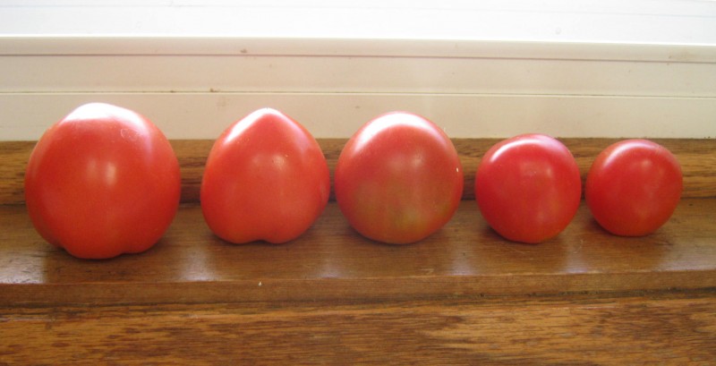 tomates_sossolteiros