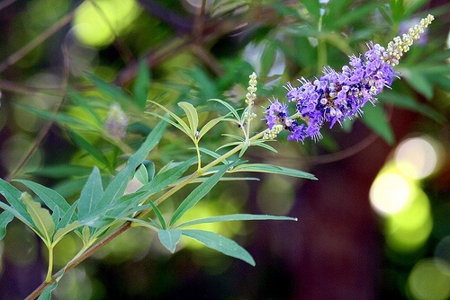 vitex